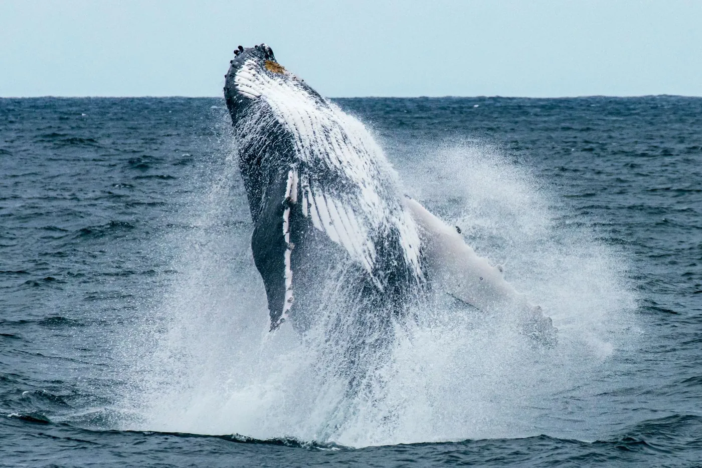 Humpback whale breaching off the Sapphire Coast